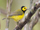 Indicator Species: Hooded Warbler