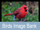 KET Image Bank: Birds