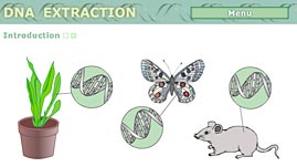 DNA Extraction