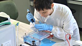 Running an Agarose Gel