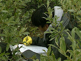 Student Doing Research