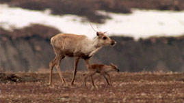 Gwich'in Tribe Protect Caribou and Culture