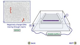 Gel Electrophoresis