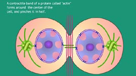 Cell Division