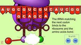 Cell Transcription