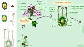 Life Cycle of a Seed Plant