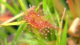 Carnivorous Plants of Texas