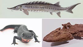 The "Fishapod" Tiktaalik