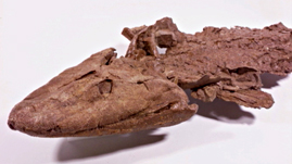 Tiktaalik Fossil