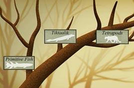 Illustration of Tree of Life with Tiktaalik