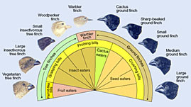 Adaptive Radiation: Darwin's Finches