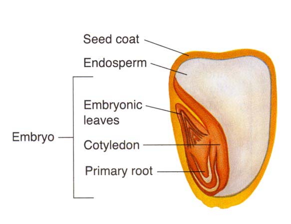 A labeled diagram of the inside of a seed.