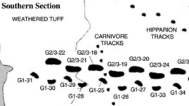 Laetoli Trackways Diagram