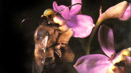 Mimicry: The Orchid and the Bee