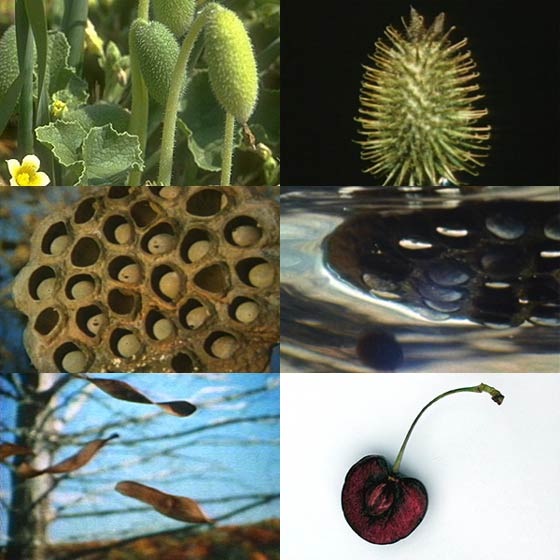 A collage of seed photographs.