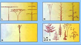 Shape of Trees: The Frustration Principle