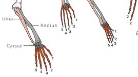 Tetrapod Limbs