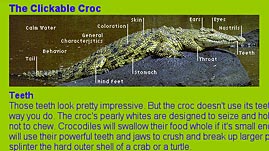 Crocodiles! Clickable Croc