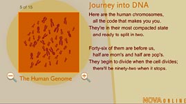 Journey into DNA