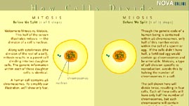 How Cells Divide: Mitosis vs. Meiosis