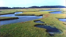 Intertidal Zone